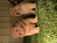 ESKİMO POFUDUK CHOW CHOW BEBEKLERİMİZ