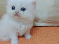 Sahibini Arayan İran Kedisi