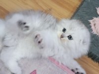 Silver chinchilla rengi safkan yavrular