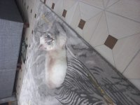 British shorthair blue point