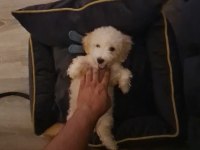 MALTIPOO oğlumuz