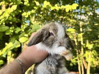 HOLLANDA TEDDY LOP TAVŞAN YAVRULAR