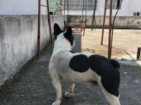 1 yaşında bulldog tüm aşıları mevcuttur