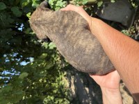 TİGER (KAPLAN DESENLİ) VE SİYAH PANTER CANE CORSO