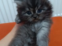 Anne baba SCRLİ a kalite british longhair yavrularımız