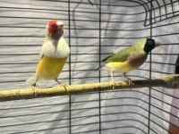 Golden finch gökkuşağı ispinozu