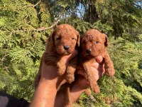 Orijinal yavrular toy poodle