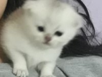 British shorthair silver erkek yavru