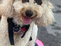 Kocaelide Safkan Apricot Toy Poodle