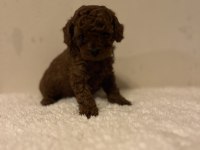 Toy Korean Poodle