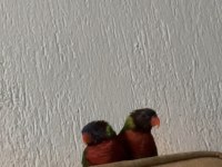 Lori papağanı 6 aylık