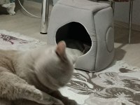 BRİTİSH SHORTHAİR 1 YAŞINDA EVCİL KEDİ