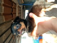 Şivava Uzun tüylü (chihuahua)