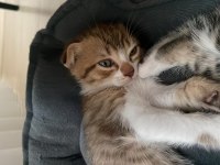 2 Aylık Bebiş Scottish Fold