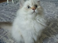 Full secereli british longhair