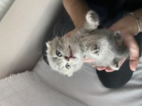 1 Aylık Scottish Fold Yavrumuz