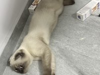Kedilerim takım olarak verilecek