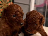 30 gün sonra sütten kesilecek poodle
