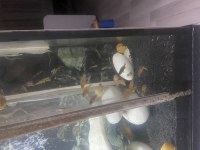 Satılık akvaryum ve balıklar