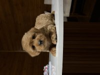 Redbrown Maltipoo 