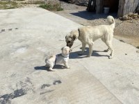 1.5 yaş erkek pekinez