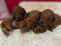 Ruhsatlı Köpek Çiftliğinden Toy Poodle Yavrularımız