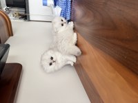 Orjinal scottish fold longhair bebekler
