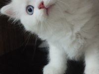 PAMUK ŞEKER BRİTİSH KEDİMİZ