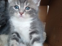 British shorthair yavrularım 8 adet dişi yavru