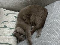 ÜCRETSİZ SAHİPLENDİRME KEDİMİZ