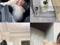6 Aylık spitz yavrumuz yuvasını arıyor