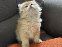 2 AYLIK SAFKAN GOLDEN BRITISH LONGHAIR ERKEK YAVRU