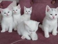 British shorthair bebeklerimiz yeni yuvalarına hazır