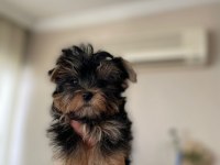 Yorkshire terrier dişi erkek teacup yavrularım