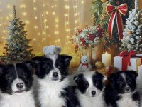 Muhteşem border collie bebekler