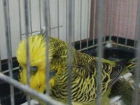 Şov jumbo takım muhabbet kuşu