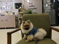 Pomeranian boo 9 aylık