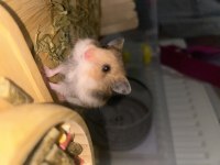 Minik tatlı hamsterlarımıza yuva arıyoruz