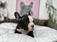 FRENCH BULLDOG BEBEKLER