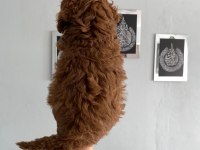 Red brown poodle yavrular ev üretimi