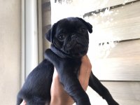 Pug gül kuyruk köpekler
