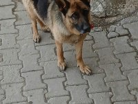 SAFKAN ALMAN KURDU SATILIK