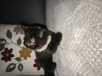 10 HAFTALIK YAVRU KEDİMİZ İÇİN YUVA ARIYORUZ