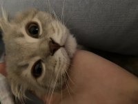 scottish fold