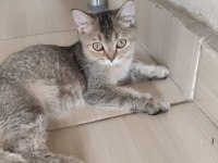 British Shorthair Oyuncu Ve Meraklı
