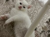 Pamuk şekerleri kedilerim