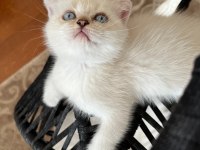 Evimizin minik scottish fold bebekleri