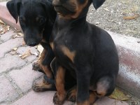 Doberman Pinscher Yavrusu ACİL sahiplendirilecektir