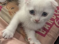 Scottish fold yavru