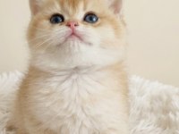 Irk garantili golden british shorthair bebekler